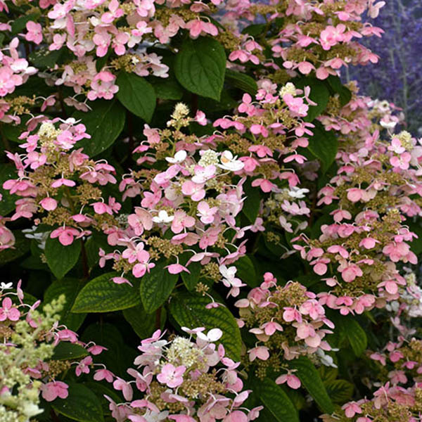 HYDRANGEA PAN 'PINKY WINKY PRME'