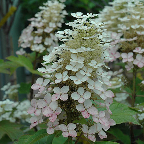 HYDRANGEA M 'HEART THROB' 3G