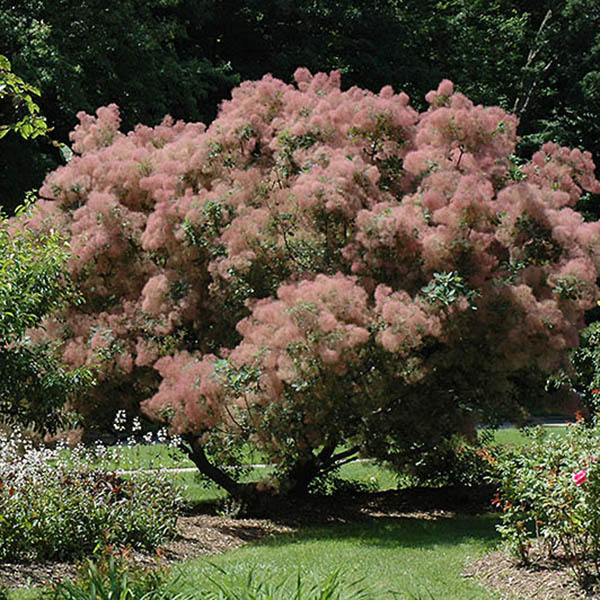 COTINUS COG 'GRACE' 10G
