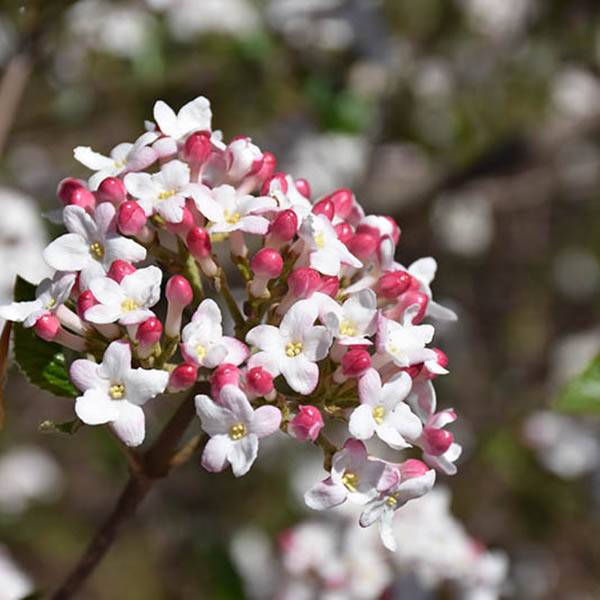 VIB X BURK 'MOHAWK' 7G