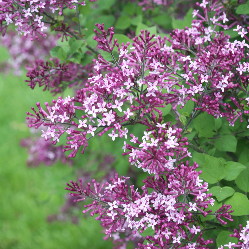 SYRINGA 'BLOOMERANG DK PRPL' TF