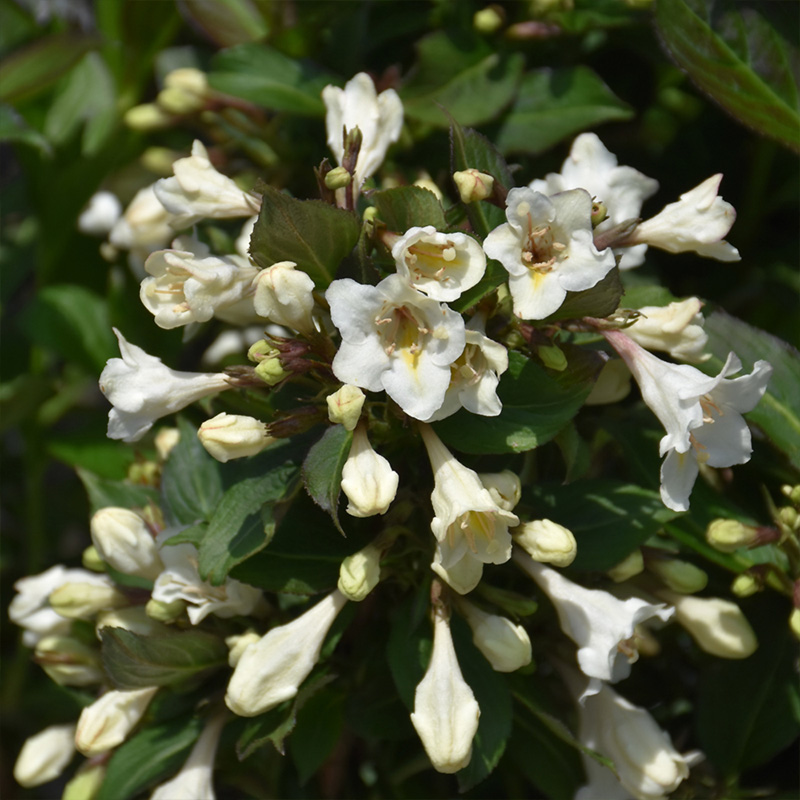 WEIGELA 'TUXEDO' 3G