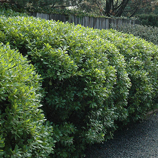 MYRICA 'PENNSYLVANICA' 3G