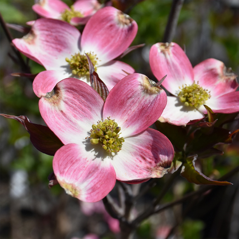 CORNUS FL 'APPALACHIAN SUNRISE'