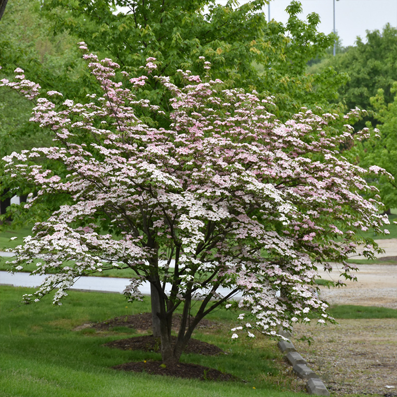 CORNUS X 'STELLAR PINK' 7G