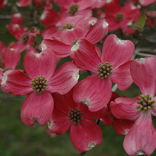 CORNUS FL 'CHEROKEE CHIEF' 15G