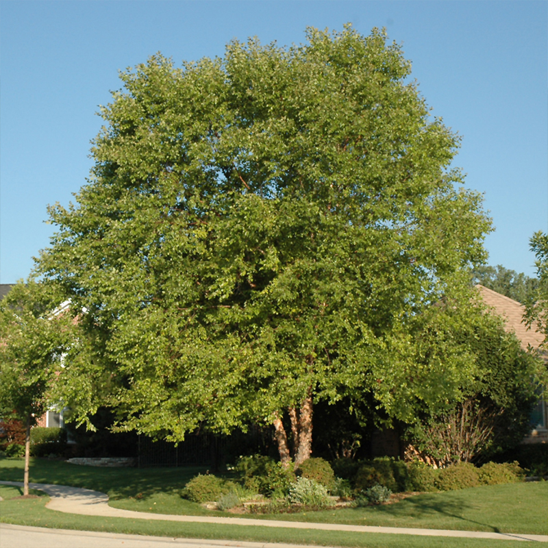BETULA NIGRA 'HERITAGE' 7G