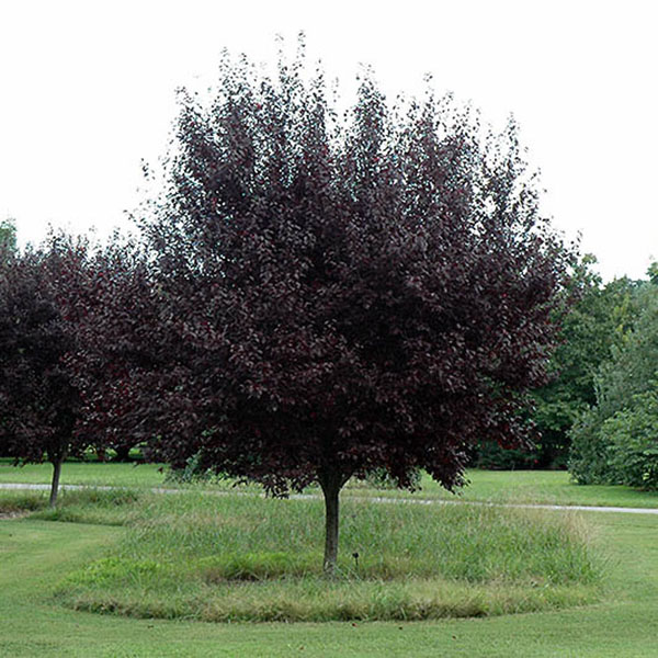 PRUNUS CER 'KRAUTER'S VESUVIUS'