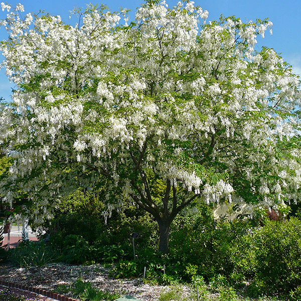 CLADRASTIS KENTUKEA 15G 3-4'