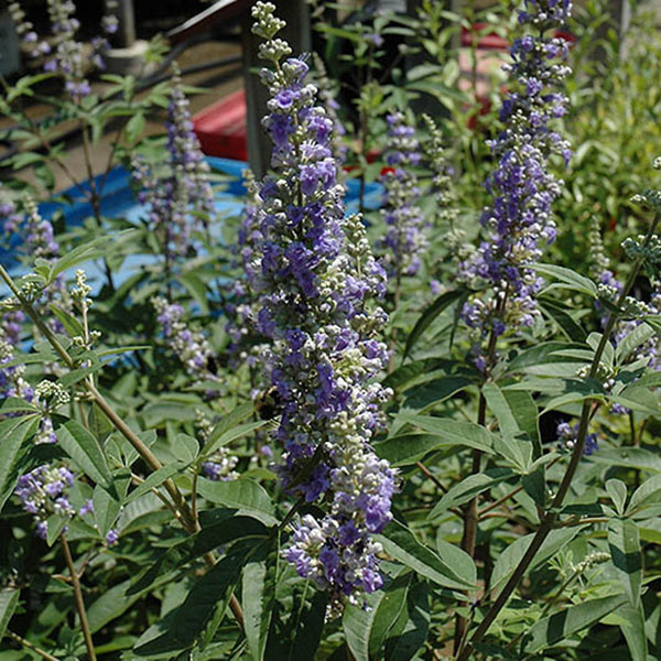 VITEX 'SHOAL CREEK' 3G