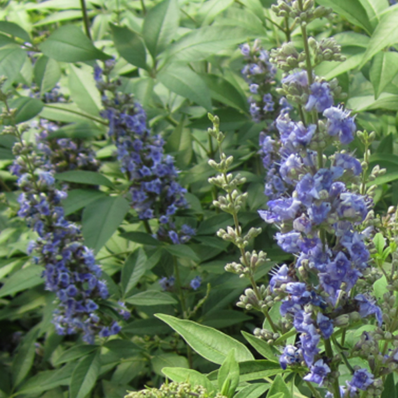 VITEX 'BLUE DIDDLEY' 3G