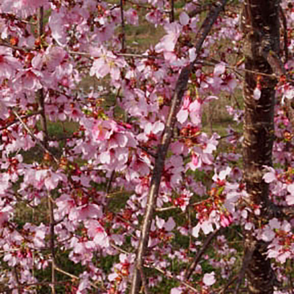 PRUNUS 'PINK CASCADE' 15G