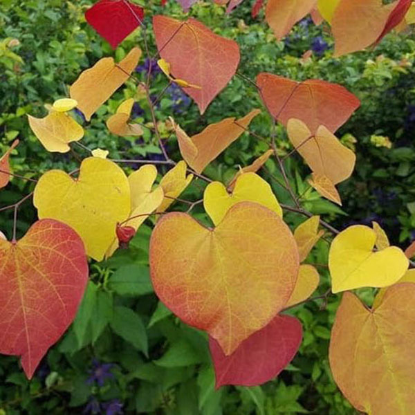 CERCIS CAN 'FLAMETHROWER' 15G