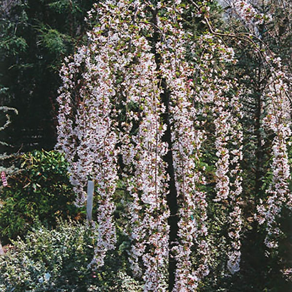 PRUNUS X 'SNOW FOUNTAIN' 15G