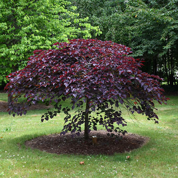 CERCIS CAN 'RUBY FALLS' 15G