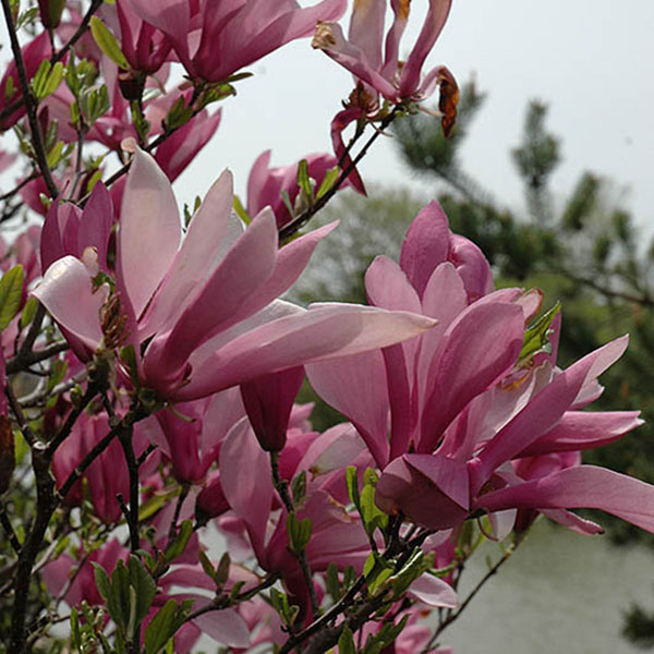 Magnolia x 'Ann'
