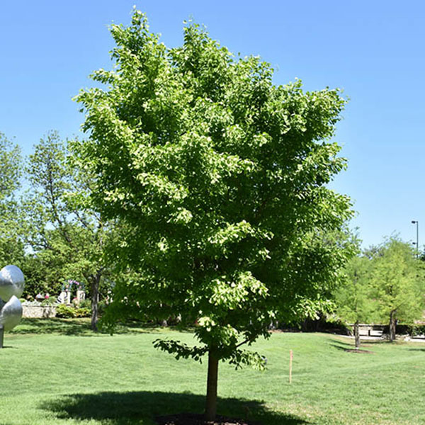 Trees - GINKGO BIL 'MARIKEN' 3G 24-30