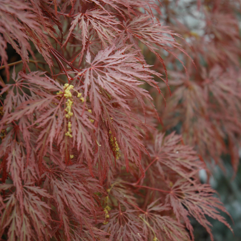 ACER PD 'INABE SHIDARE' 24-30"