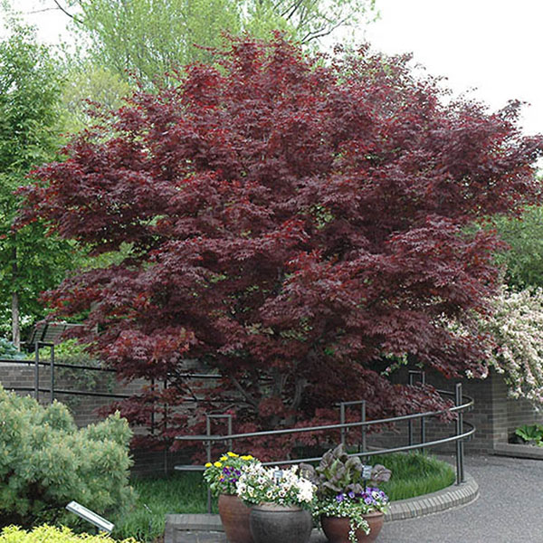 ACER P 'BLOODGOOD' 7G