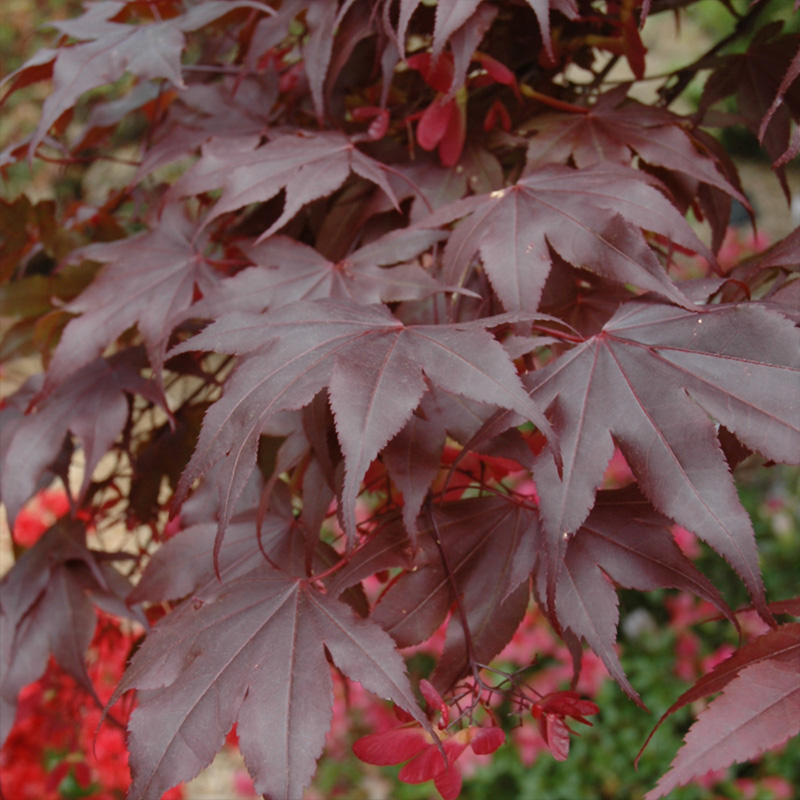 ACER P 'BLOODGOOD' 25G