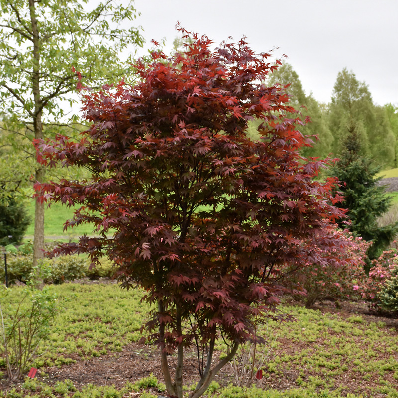 ACER P 'EMPEROR 1' 10G