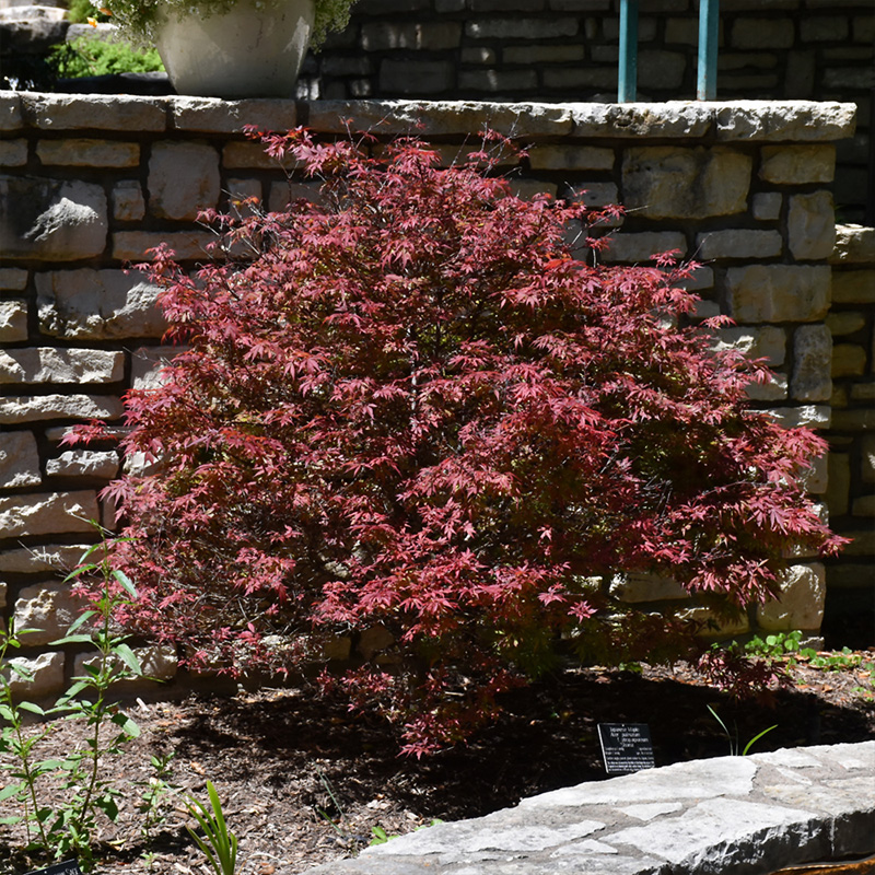 ACER P 'SHAINA' 10G