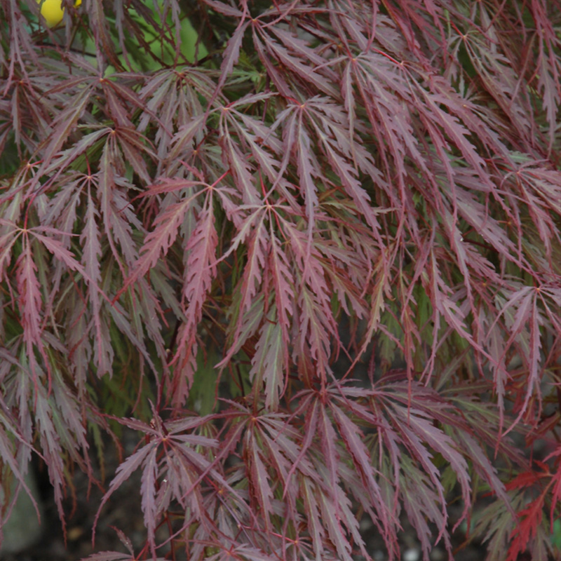 ACER PD 'TAMUKEYAMA' 35G