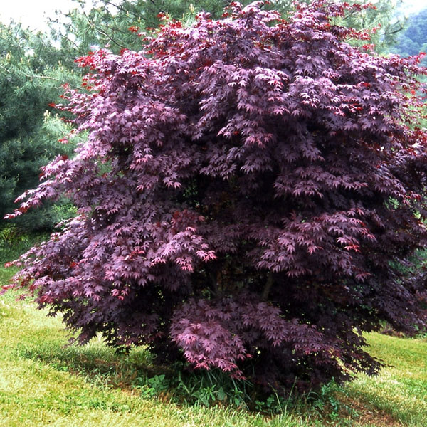 ACER P 'TWOMBLEY'S RED SENT' 7G