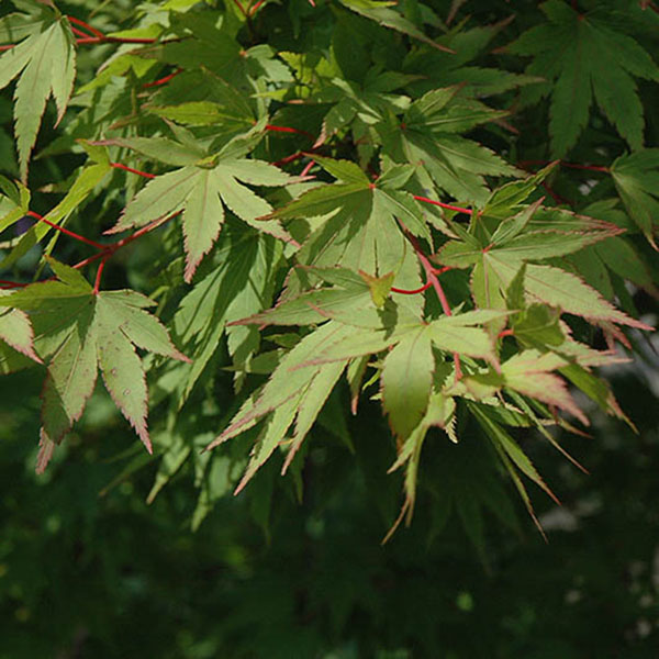 Acer palmatum 'Tobiosho'