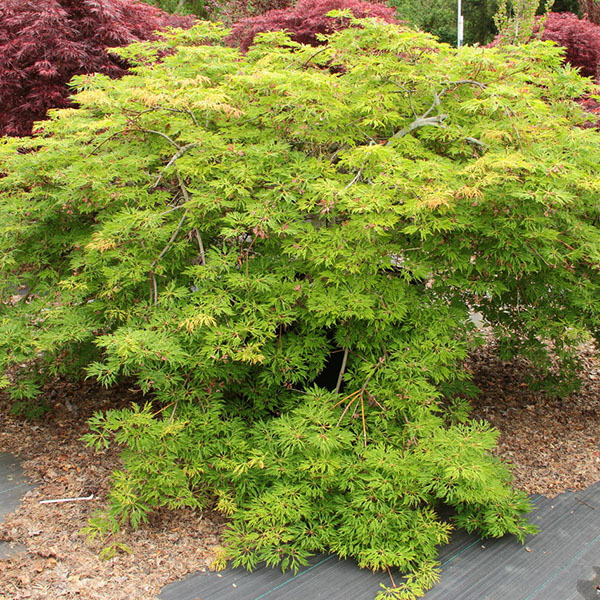 Acer japonicum 'Green Cascade'