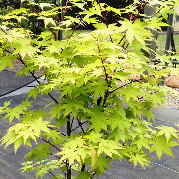 ACER P 'RUBY STARS' 7G