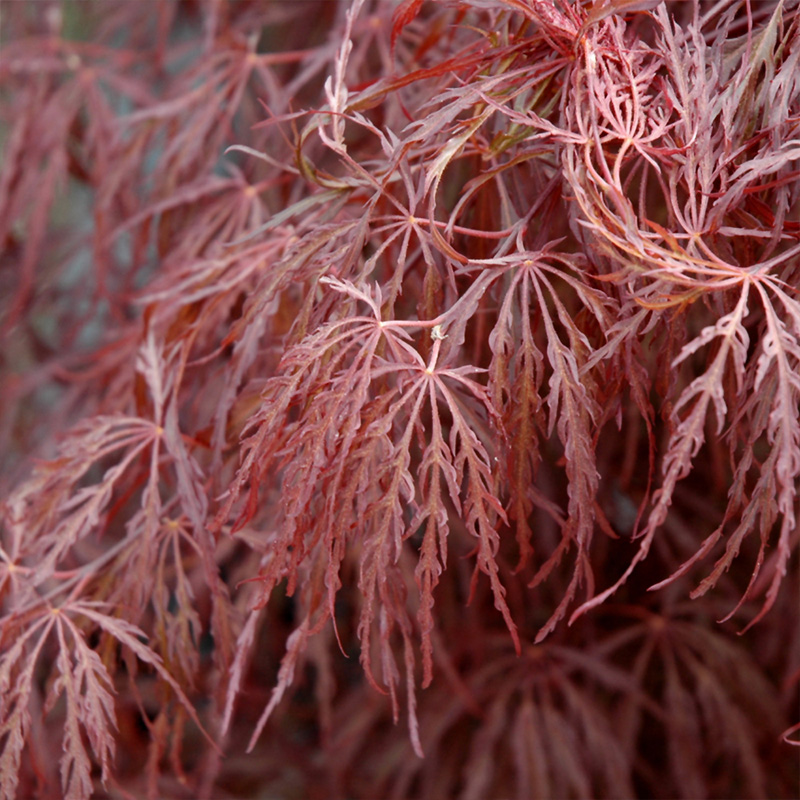ACER PD 'CRIMSON QUEEN' 25G