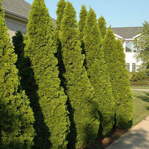 THUJA OCC 'EMERALD GREEN' 5G