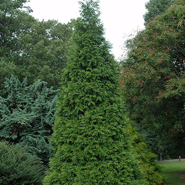 THUJA X 'GREEN GIANT' 15G 5-6'