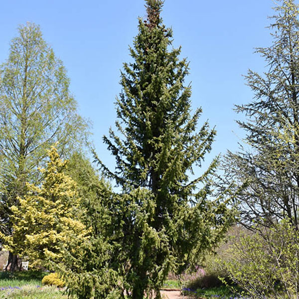 Picea omorika