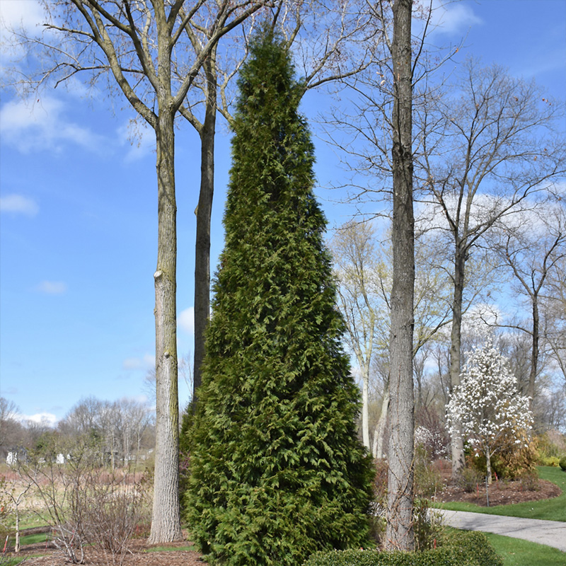 THUJA X 'STEEPLECHASE' 7G