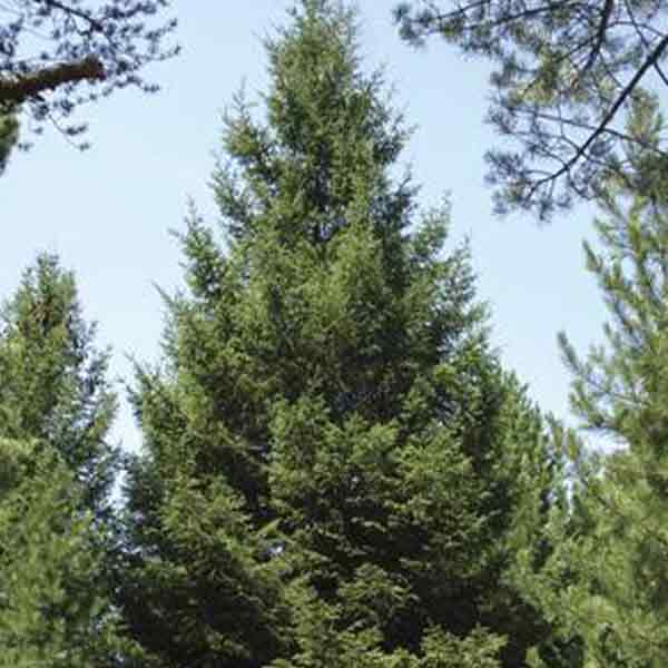 PICEA ABIES 7G