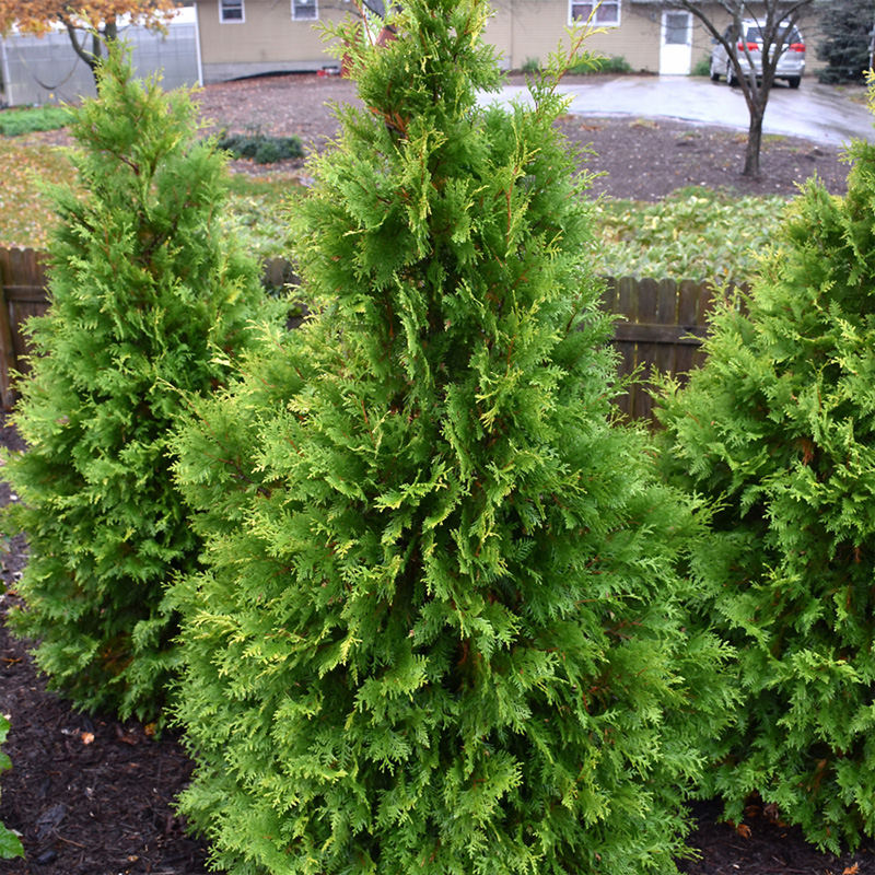 THUJA OCC 'POLAR GOLD' 15G