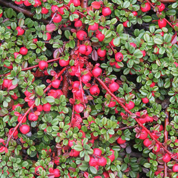 COTONEASTER 'STREIB'S FINDLING'