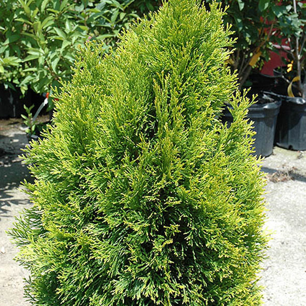 Departments - Thuja occidentalis 'Janed Gold'