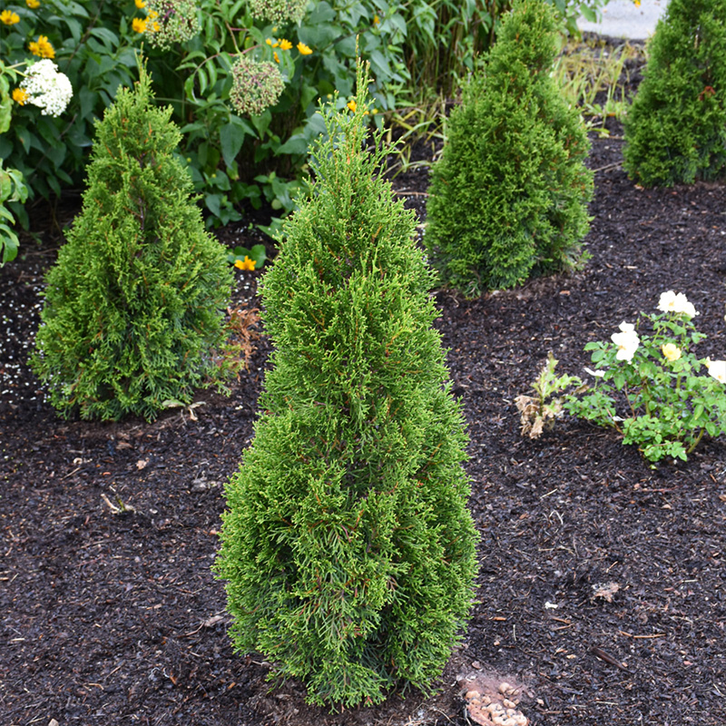 THUJA OCC 'EMERALD SQUEEZE' 7G