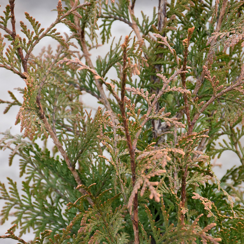 THUJA PLIC 'NORTHERN SPIRE' 7G