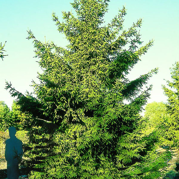 Picea Orientalis 42-48"