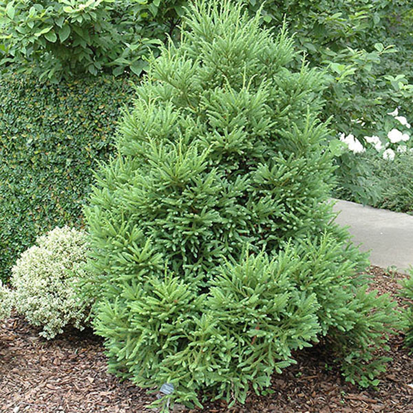 CRYPTO JAP 'GYOKURYU' 3G