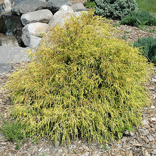 CHAM PISF 'KINGS GOLD' 7G