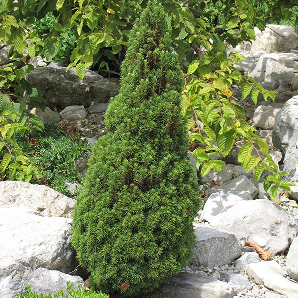 PICEA GLAUCA 'JEANS DILLY' 3G