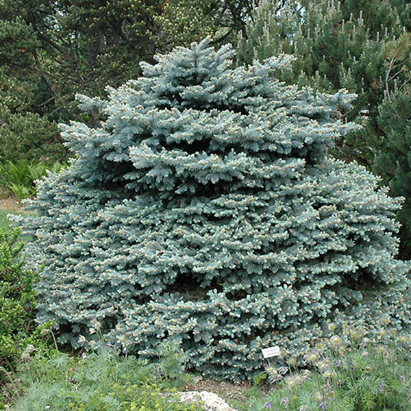 Picea pungens 'Montgomery'