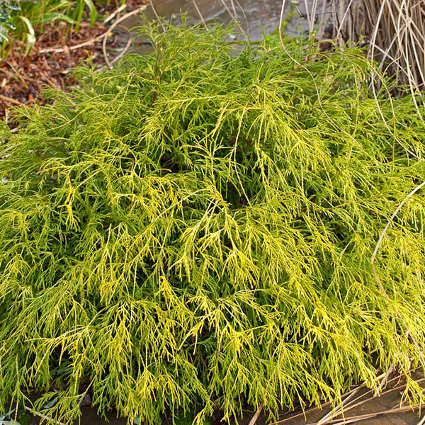 Chamaecyparis pisifera 'Vintage Gold'