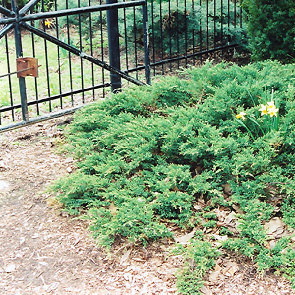 Juniperus chinensis var. sargentii 'Viridis'