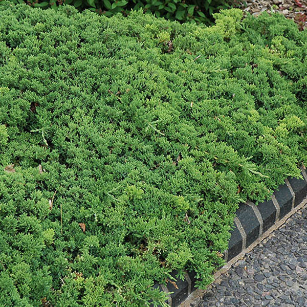 JUN PROC 'NANA GREENMOUND' 3G
